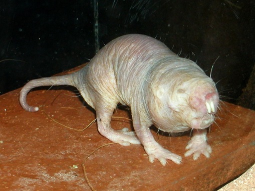 strangest-animals_www.wonders-world.com_014