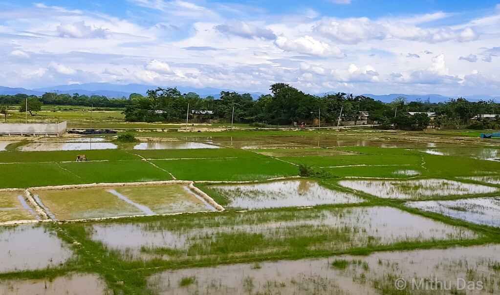 Paddy fields near Bhilgaon