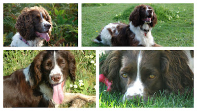 Springer Spaniel pet portrait