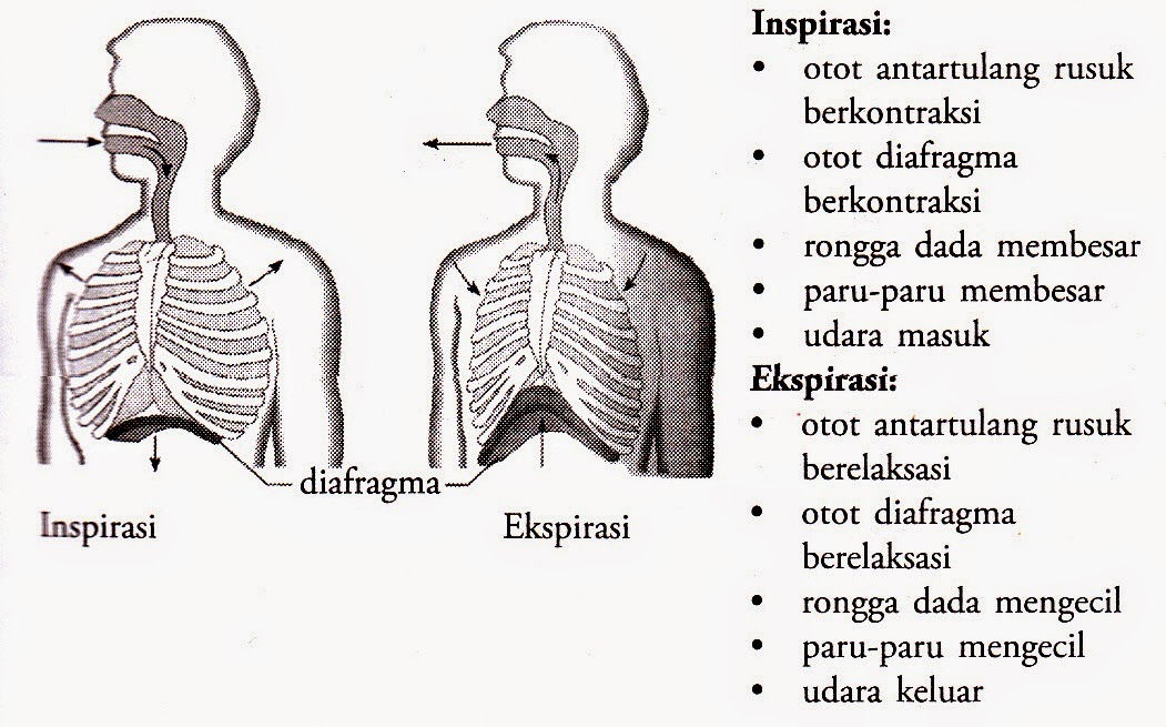 Mekanisme Pernapasan dada dan Perut | Artikelsiana