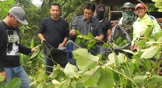 Komersialkan ketum, AADK bantah tindakan RISDA