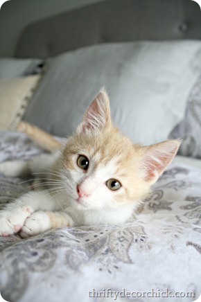 kitten