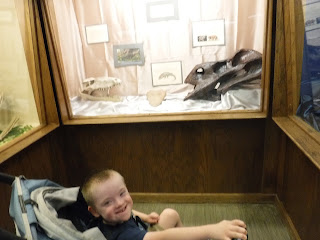 a boy in a stroller grins in front of a case displaying fossils at the Geology Museum at the South Dakota School of Mines in Rapid City, South Dakota