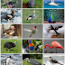 Collection of different birds : Colors, Beauty ,  Cuteness  