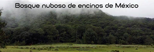 Bosque de encinos