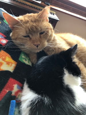 orange and black and white cat cuddling on blanket