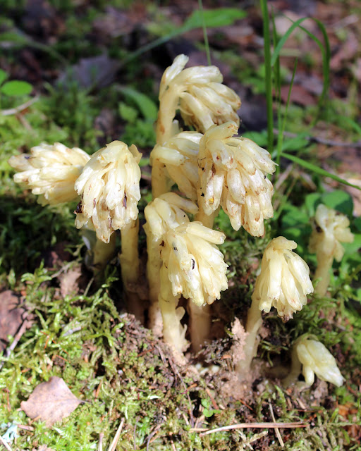 Вертляница обыкновенная / Подъельник обыкновенный (Monotropa hypopitys, =Hypopitys monotropa)