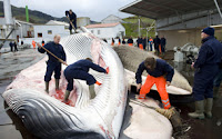 Icelandic butchery