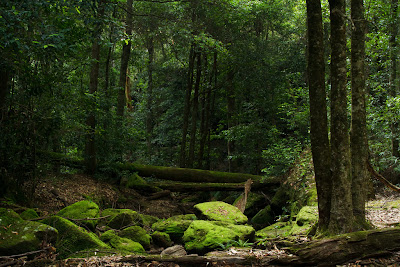 The creek below Oakland Falls - Hazelbrook, Australia