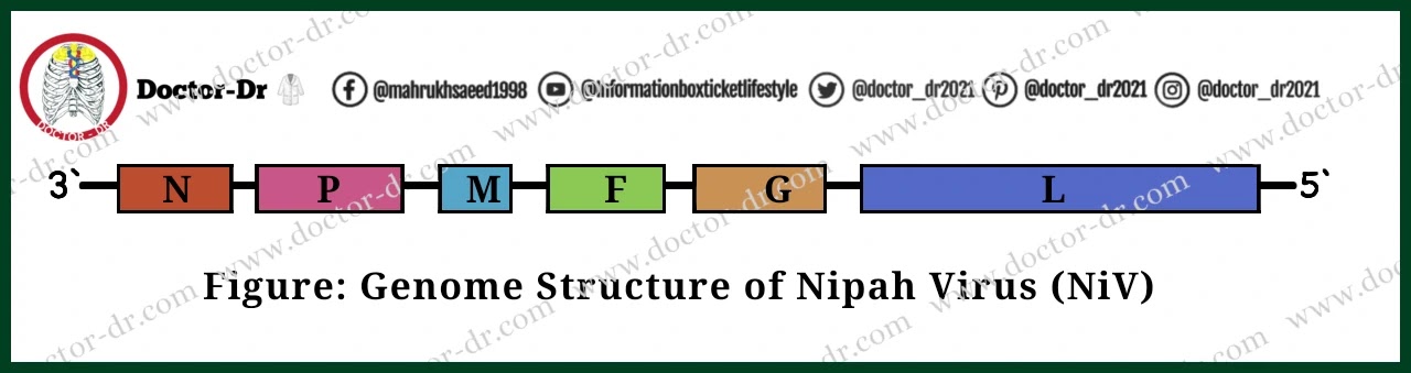 Genome structure of Nipah Virus (NiV)