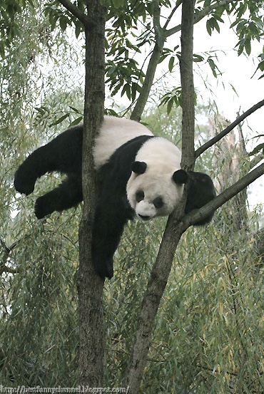 Funny panda on the tree.