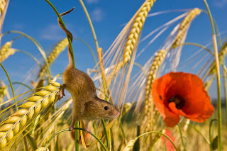 Harvest mouse among wheat and poppies
