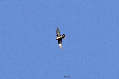 Eurasian Crag-Martin