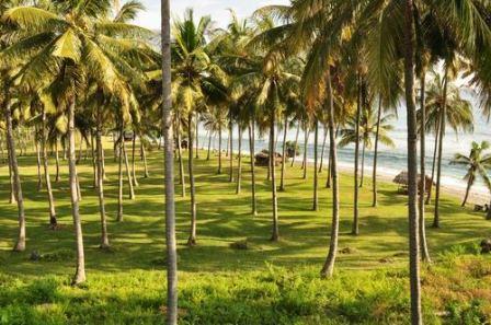 manfaat pohon kelapa bagi kehidupan sehari-hari