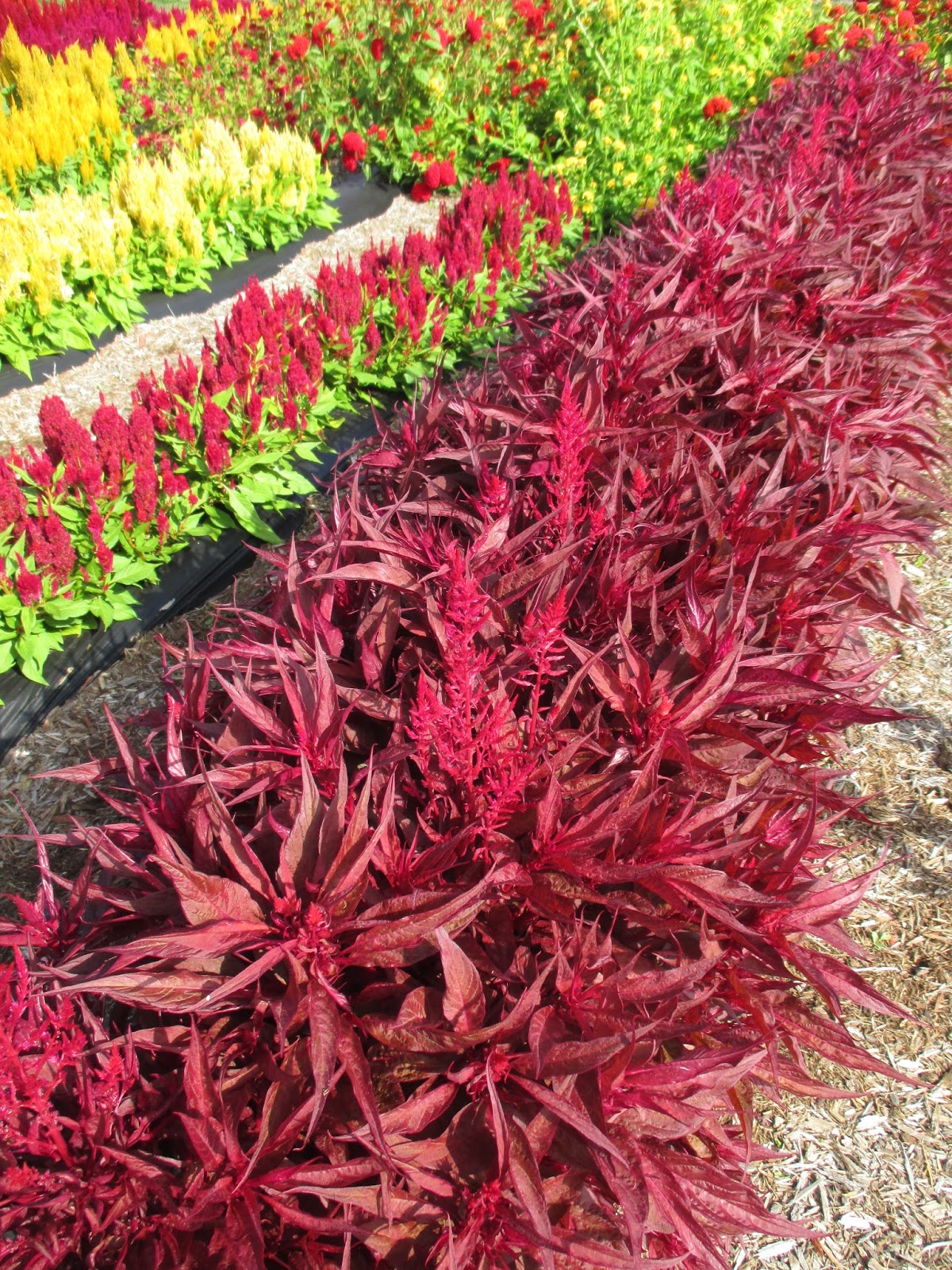 Dragon S Breath Celosia Rotary Botanical Gardens