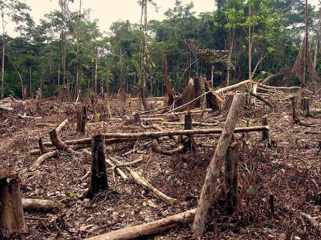 Dampak Deforestasi Bagi Ekosistem