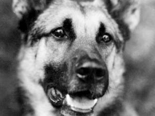 Strongheart: The First Major Canine Film Star