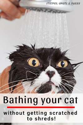 Cat getting a bath with shower head