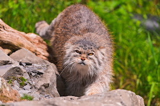 Pallas Cat Wallpapers