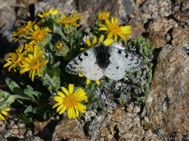 13: white butterfly with black details and orange eye spots