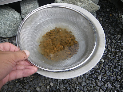 赤玉土　水に浸す。