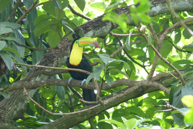 Toucans