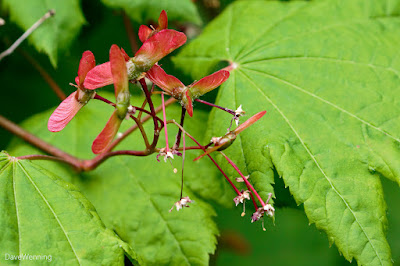 Vine Maple