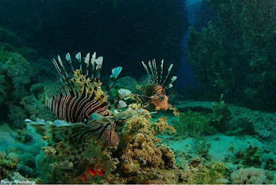  Beautiful lion fish under the sea nice photo