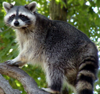 Raccoon