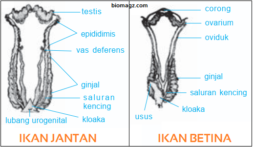 Gambar Bagian Reproduksi pada Ikan, Katak, Reptil, Burung, dan Mamalia