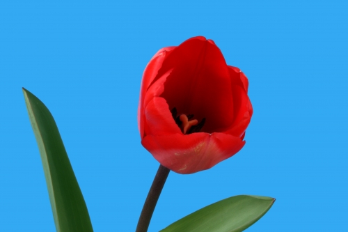 red tulip figure