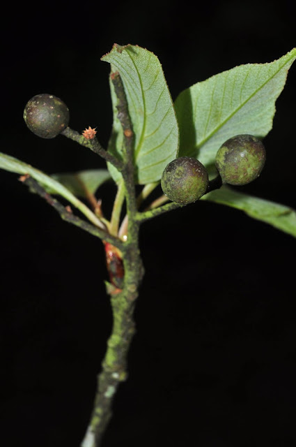 Рябина щитконосная (Sorbus corymbifera)