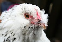 Rincian Biaya Modal Perjuangan Ternak Ayam Arab Dan Keuntungannya