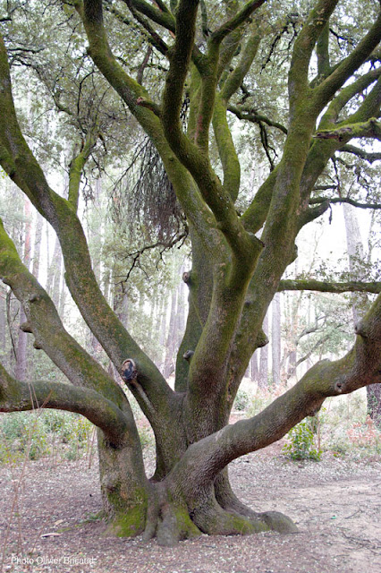 arbres remarquables chêne Bollène