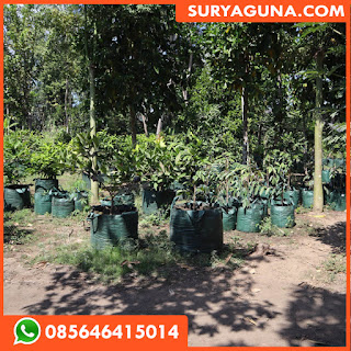 Planter Bag 100liter Murah 