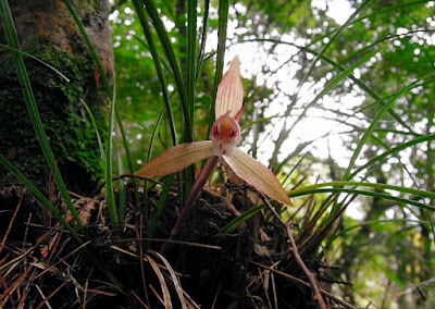 Cymbidium serratum -  The Serrate Cymbidium care and culture