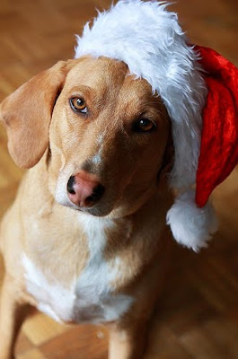 Santa Hat Seen On www.coolpicturegallery.us