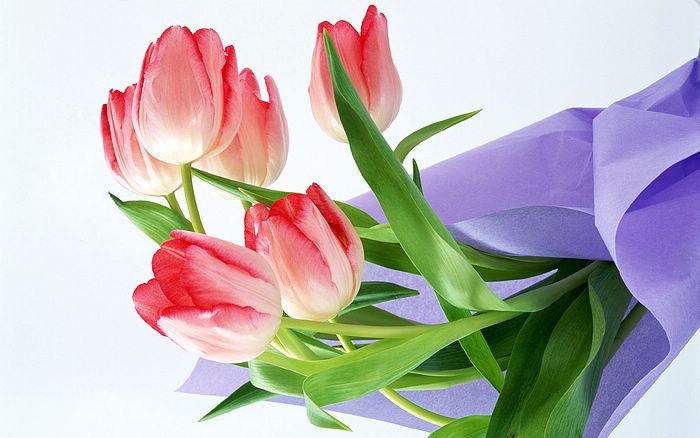 desktop backgrounds flowers. Pink Tulip Flowers Wallpapers