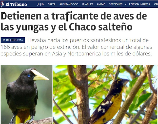 Avistaje en Salta, Argentina. Birdwatching y fotografía de Juan Carlos Gorrini.