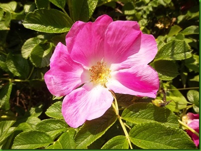 012-1  Dog Rose