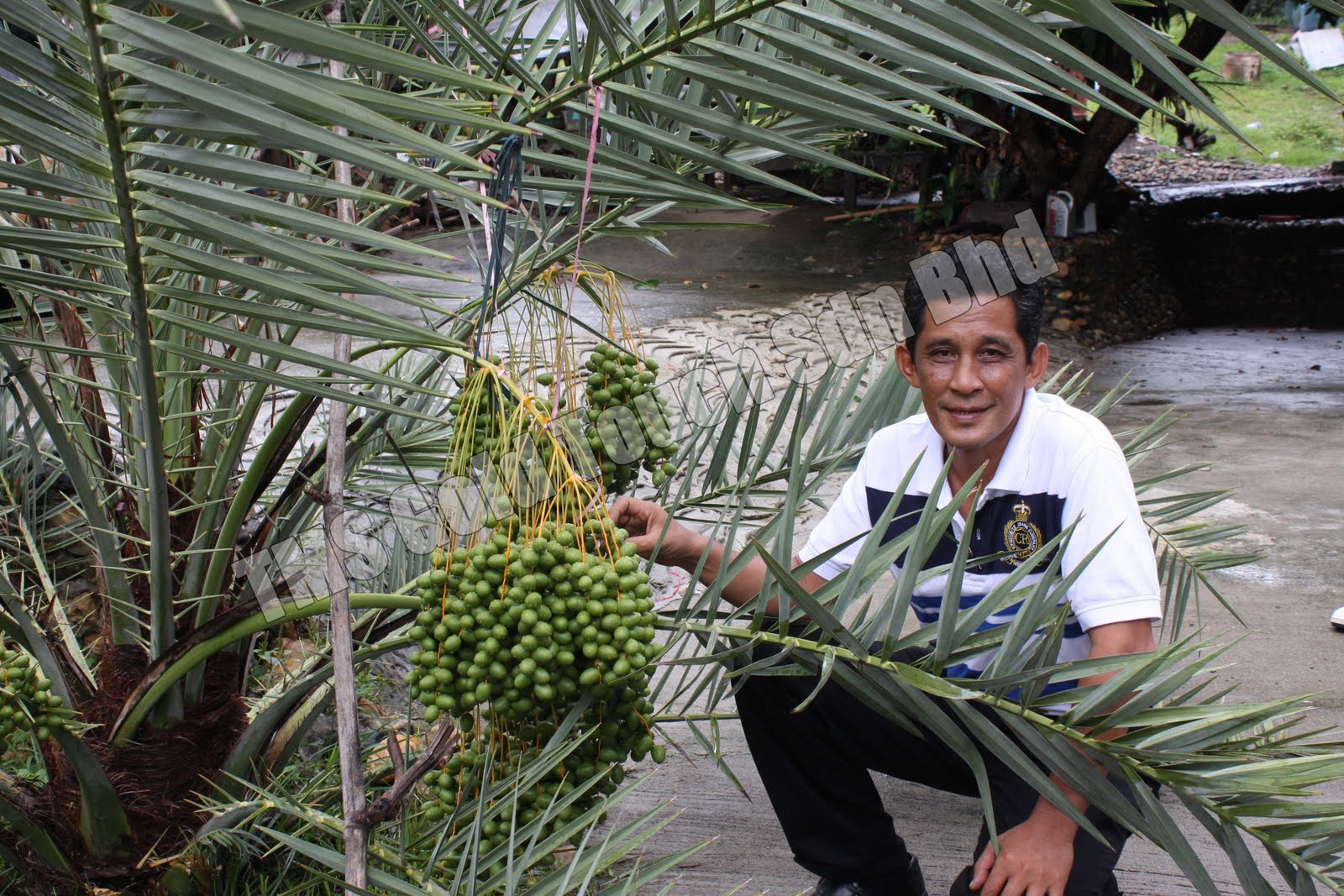 baja Pokok menggunakan thailand kurma TONMAI Organik Bio yang kurma