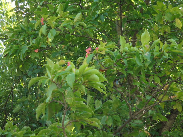 コブシの木にピンク色の実が付きました