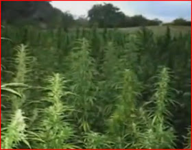 Cannabis Cures Cancer! Run From The Cure: How Marijuana Natural Medicine Cures Cancer And Why No One Knows Video Documentary