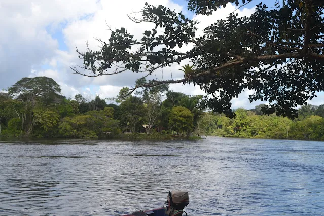 " Tree in the Suriname river pass Atjoni, view of the amazon rainforest in Suriname"