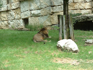 Lion au repos