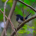  Oriental Magpie Robin (Copsychus saularis)