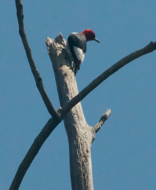 Red-headed Woodpecker (Melanerpes erythrocephalus)