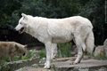 White Canadian Wolf - Berlin Zoo