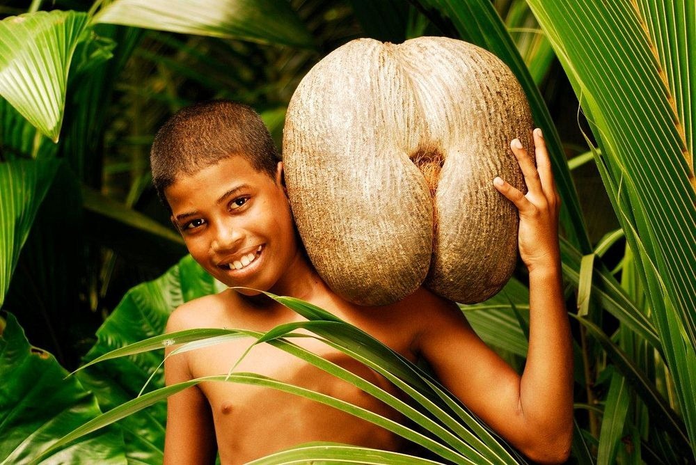coco-de-mer-9