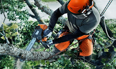 Tree Removal Glen Waverley